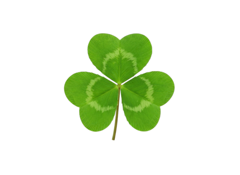 four leaf clover - Powered by Adobe