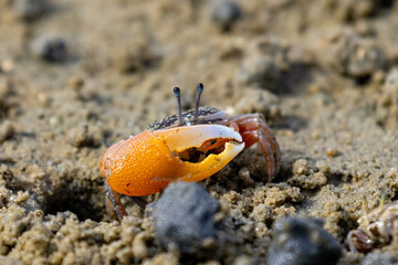 Green eyed Fiddler Crab showing off its claws during mating season. Cute Fiddler Crab dancing with a large claw. Courtship display