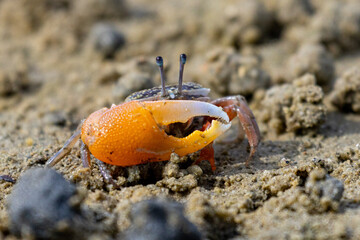 Green eyed Fiddler Crab showing off its claws during mating season. Cute Fiddler Crab dancing with a large claw. Courtship display