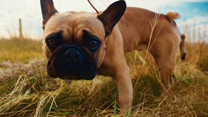 Fototapeta premium A Captivating Close-Up of a French Bulldog Exploring a Golden Meadow with Tall Grass Under a Beautifully Cloudy Sky