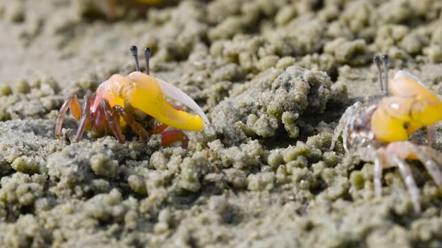 Green eyed Fiddler Crab showing off its claws during mating season. Cute Fiddler Crab dancing with a large claw. Courtship display