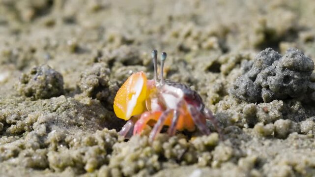 Green eyed Fiddler Crab showing off its claws during mating season. Cute Fiddler Crab dancing with a large claw. Courtship display