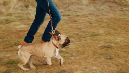 A Joyful Moment: A Person Walking a Playful Dog on a Sunny Day in an Open Field Amidst Nature's Beauty, Creating a Heartwarming Scene of Companionship and Outdoor Adventure