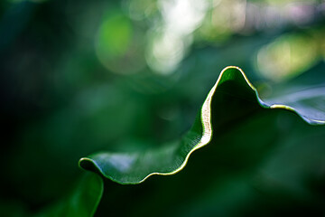 ESG Natural Texture Background Eco-Inspired Organic Surface Green Energy Concept Curve Sustainable Nature Abstract Clean Future in Green Tones