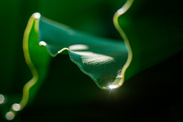 ESG in Nature: Light on a Living Leaf Sustainable Glow: Nature’s Clean Energy Green Harmony: ESG Reflections in Nature Nature’s ESG Light Eco Commitment: Light on Green Texture