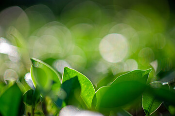 Sustainable Bloom The Essence of Green Vision Pure Green Impact Commitment to a Better Planet Emerald Renewal The Cycle of Responsible Living Bright Leaf Promise ESG Values in Nature’s Light