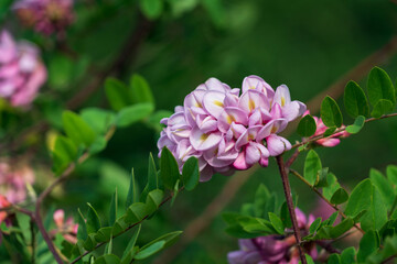 Blooming Robinia hispida, known as the bristly locust, rose acacia, or moss locust, is a shrub in the subfamily Faboideae of the pea family Fabaceae on a sunny spring day, Astrakhan, Russia