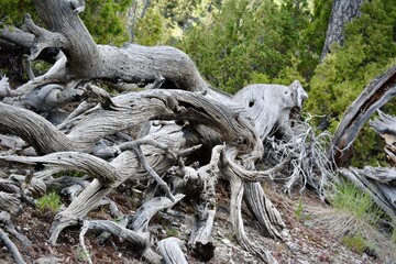 Gnarled Tree Roots Twisting Along Ground in Yellowstone