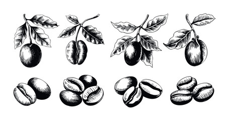 Hand drawn coffee plant branches with cherries and beans, symbolizing natural sourcing and organic products for beverage advertising and culinary inspiration