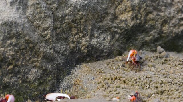 Green eyed Fiddler Crab showing off its claws during mating season. Cute Fiddler Crab dancing with a large claw. Courtship display