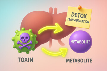 Science illustration of liver detox transformation. This medical diagram shows metabolism pathway and conversion of harmful toxin into safe metabolite