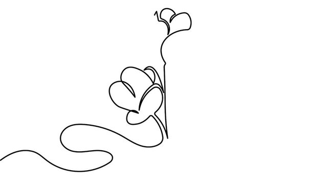 Animated tulip flower symbol single line drawing minimal