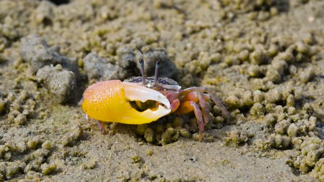 Green eyed Fiddler Crab showing off its claws during mating season. Cute Fiddler Crab dancing with a large claw. Courtship display