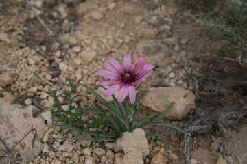 Plants in the desert