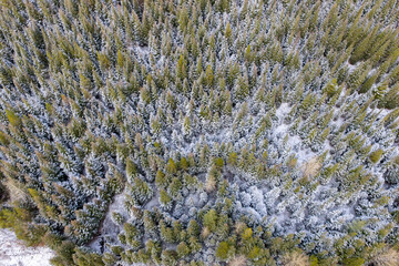 Aerial View of Snow-Covered Pine Forest in Winter, BC, Canada Landscape