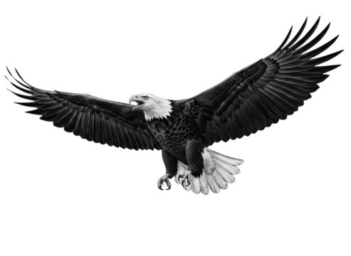 Majestic Bald Eagle Soaring in Mid-Air with Wings Spread Wide in Black and White on a Transparent Background