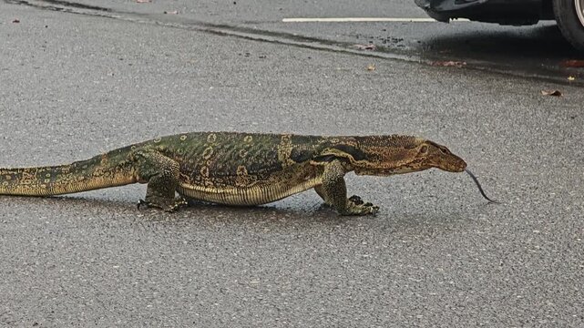 Asian common water monitor. Lizard.