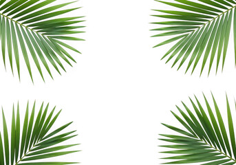 Fototapeta premium Green palm leaves frame isolated on transparent background