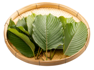 Mitragyna Speciosa Korth or Kratom leaf isolated on white, Mitragyna Speciosa leaf isolated on White background, With work path PNG file.