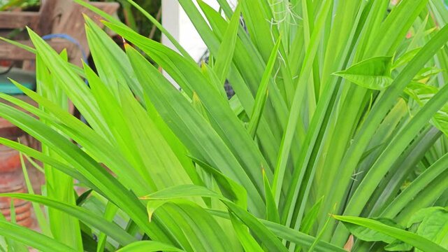 Green pandan leaves in garden.