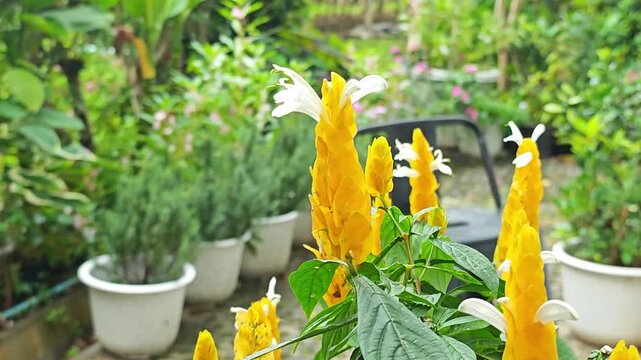 Lollipop plant. Yellow Flower in Garden.