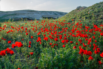 Blooming fields of poppies