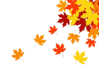 Colorful maple leaves falling, isolated on transparent background, autumn season concept