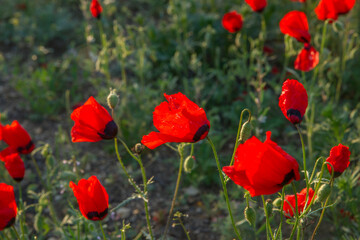 Blooming fields of poppies