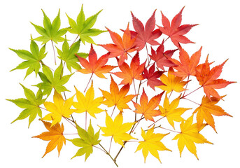 Fototapeta premium Colorful japanese maple leaves in gradient isolated on transparent background