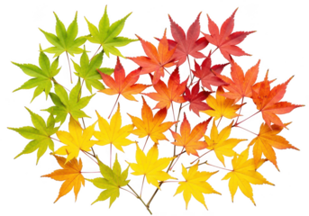 Colorful japanese maple leaves in gradient isolated on transparent background