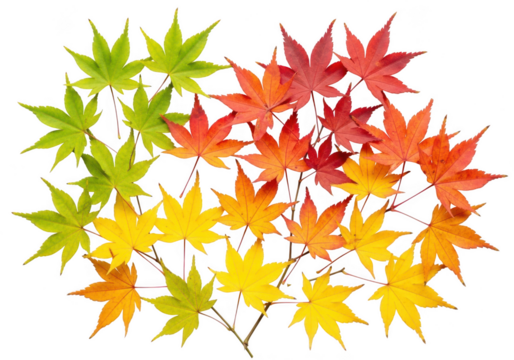 Colorful japanese maple leaves in gradient isolated on transparent background