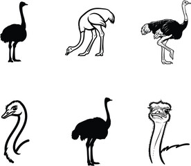 Collection of Ostrich Illustrations in Black and White Depicting Various Poses and Angles Providing
