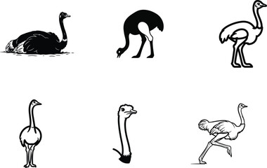 Obraz premium Various Ostriches Silhouettes in Different Poses for Illustration or Design Projects Black and White Images of Distinct Birds Illustrations Collection