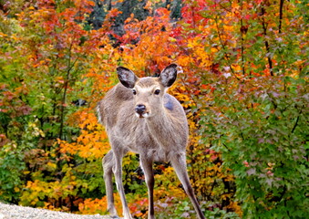 宮島の鹿と紅葉