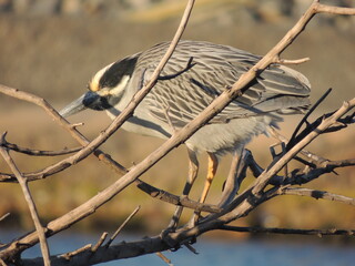 A black crowned night heron sleeps in a tree