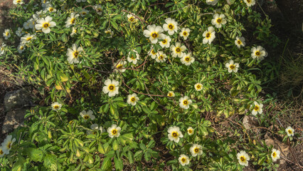 Delicate tropical flowers Turnera subulata among the green leaves grow in the park. Subshrub  with white  petals, yellow center. Top view. Cuba. 