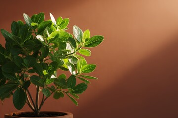 Warm glow behind minimal plant form, wellness, natural restorative energy
