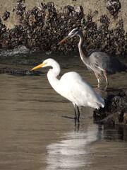 A white heron and a great blue heron fish together