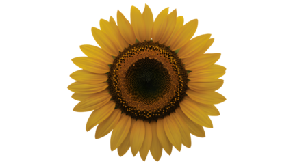 A single sunflower with yellow petals and a dark center on a black background is prominently displayed