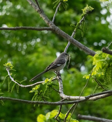 A Mockingbird perched on a branch with nesting material in its beak.