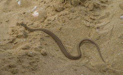 Viper, a dangerous snake in the wild