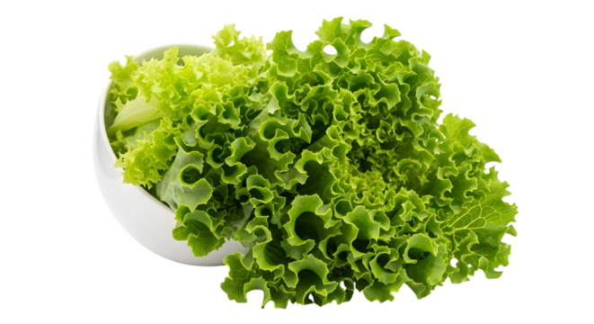 Fresh green leaf lettuce in white bowl, healthy eating concept