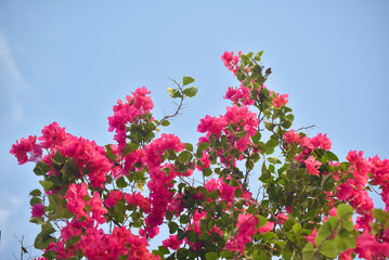 Red Bougainvillea or Red Paper Flower on the blue sky