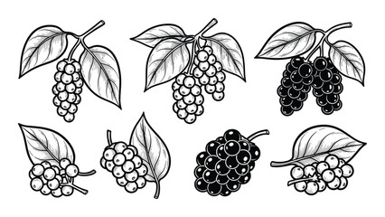 Black pepper isolated vector set. Food ingredient for cooking. Herbal plant with leaves.