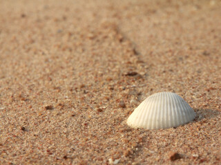 Beach sand texture background with beautiful shells.
