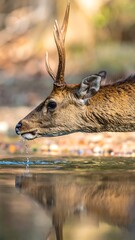 Deer with small antlers reflected in water with blurred tan and green background