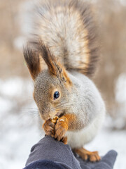 Fototapeta premium Squirrel eats nuts from a man's hand. Caring for animals in winter or autumn.