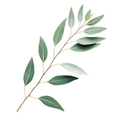 A delicate sprig of eucalyptus branch with soft, silverygreen oval leaves isolated on white background