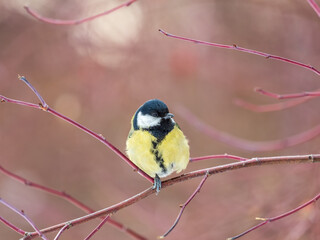 Cute bird Great tit, songbird sitting on a branch without leaves in the autumn or winter.