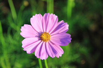 Obraz premium Bright pink cosmos flowers in a natural garden.